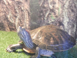 Красноухая черепаха на бережке Красноухая черепаха греется