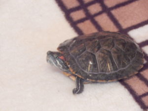 красноухая черепаха красноухая черепаха в домашних условиях